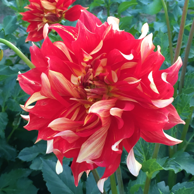 Dahlia Nick Sr